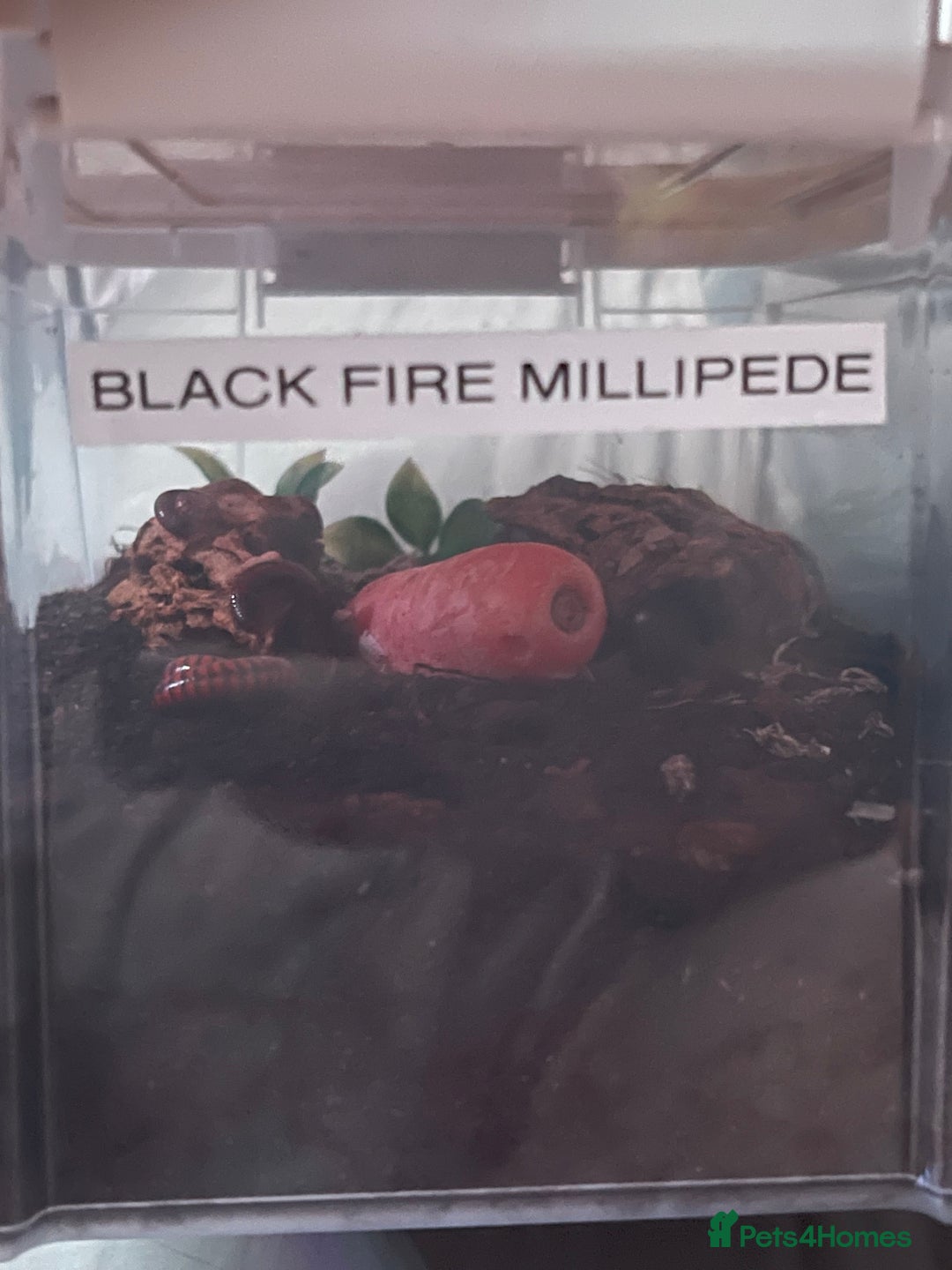 Millipedes invertebrates for sale: Millipedes , iso pods ,snails  - Image 9