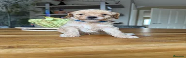 Toy Poodle (blue collar)