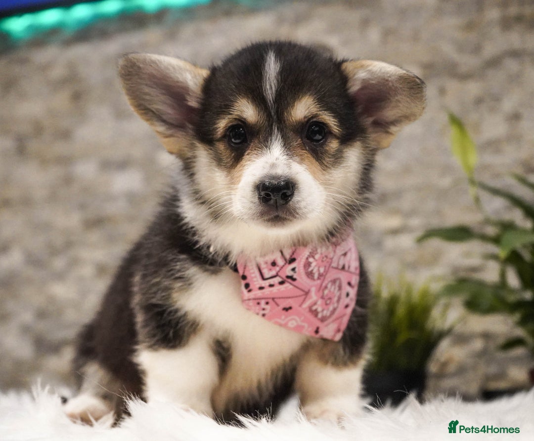 Welsh Corgi Pembroke dogs for sale: Welsh Corgi (Pembroke) - Advert 28