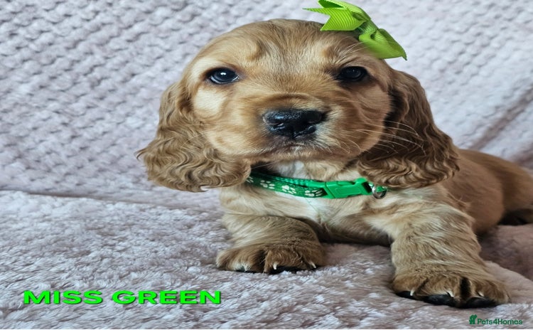 Cocker Spaniel dogs Stunning! Golden Kc Show Type Cocker Spaniels. - Advert 4