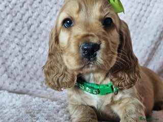 Cocker Spaniel dogs Stunning! Golden Kc Show Type Cocker Spaniels. - Advert 4