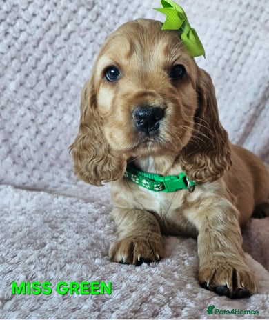 Cocker Spaniel dogs Stunning! Golden Kc Show Type Cocker Spaniels. - Advert 3