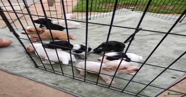Sprocker dogs - Advert 15