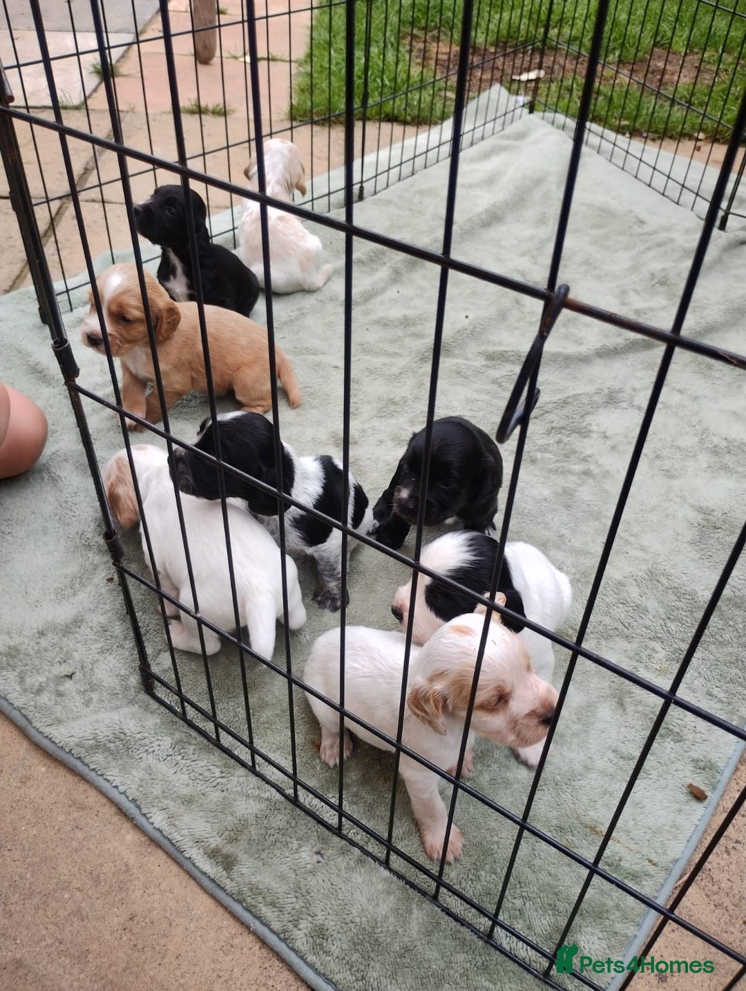Sprocker dogs for sale: Working Sprocker puppies  - Image 2