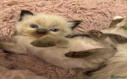 Ragdoll cats for sale: Our little snow babies ragdoll kittens  - Image 10