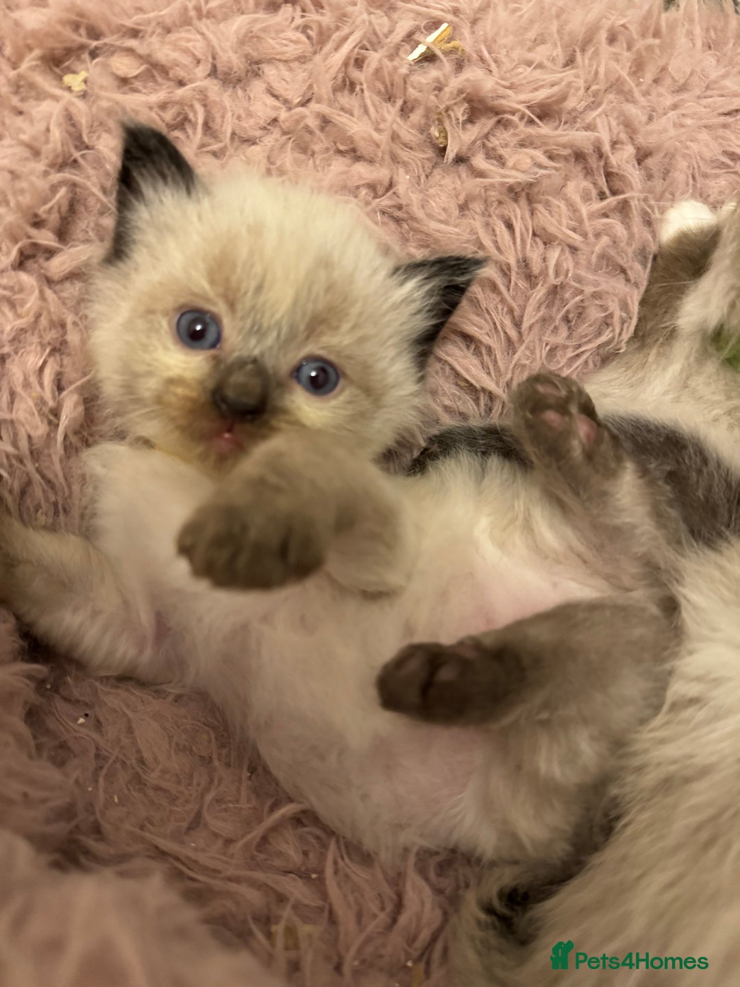 Ragdoll cats for sale: Our little snow babies ragdoll kittens  - Image 10