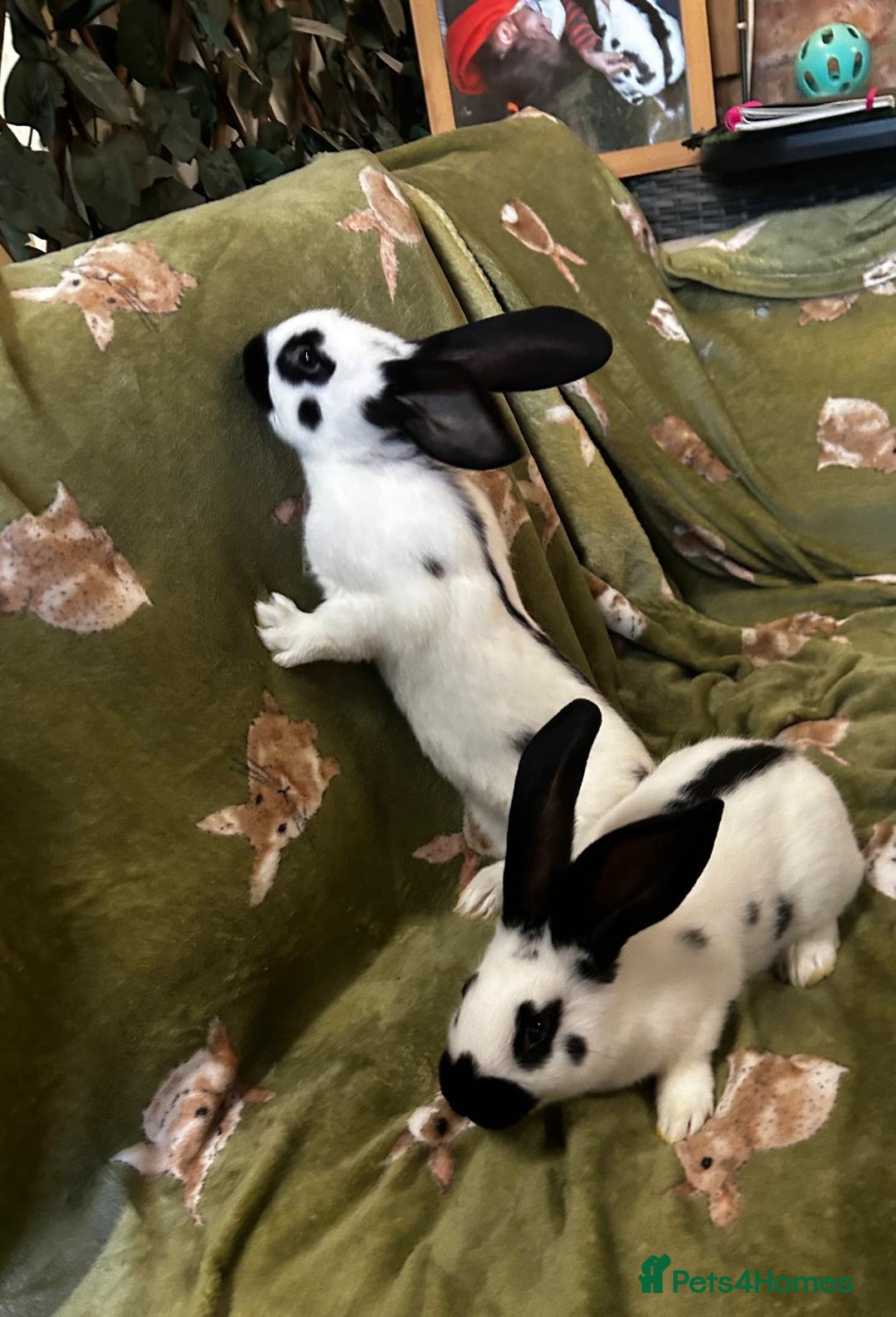 Continental Giant rabbits for sale: Giant Papillon babies - Advert 2