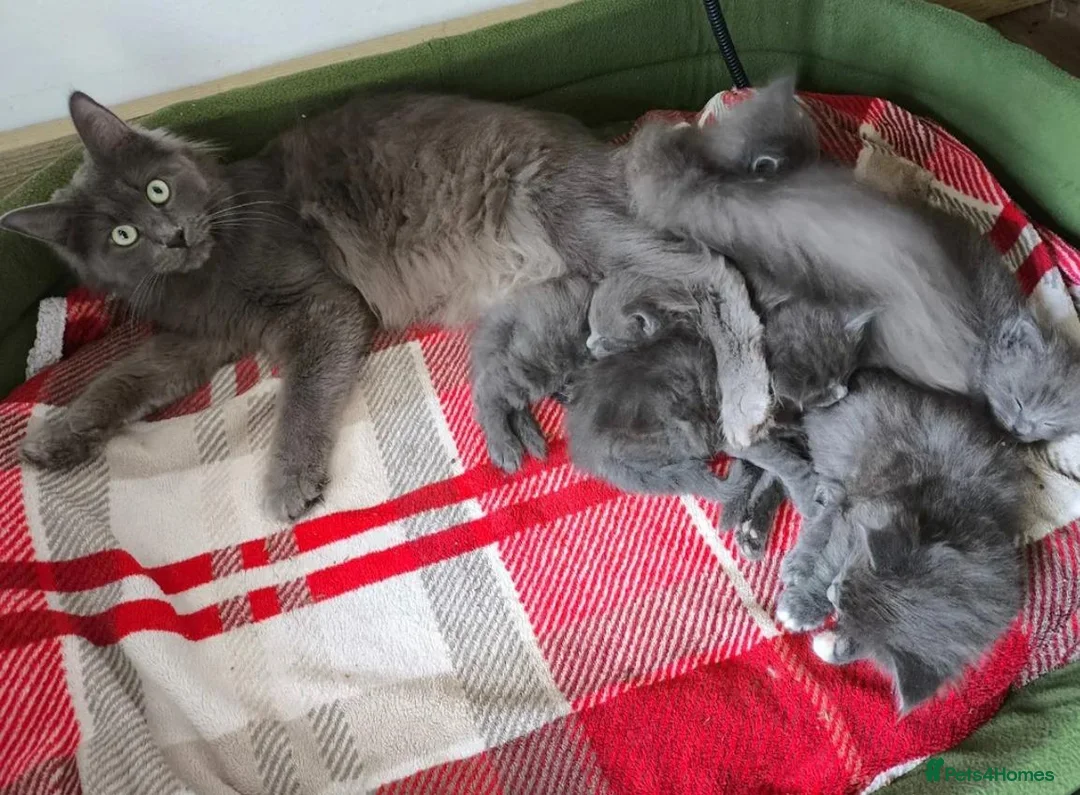 Maine Coon cats for sale: DNA health tested Maine coon kittens  - Advert 2
