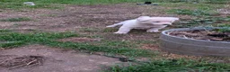 Akita dogs for sale: Stunning Pure White Akita Puppies  in Luton - Advert 4