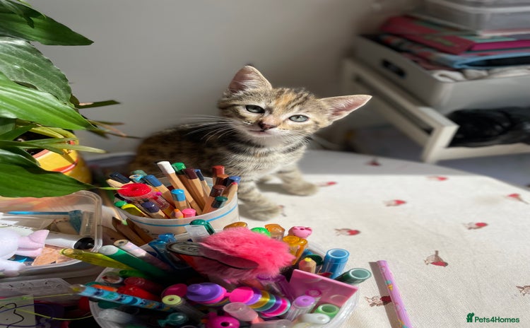 Savannah cats - Advert 3
