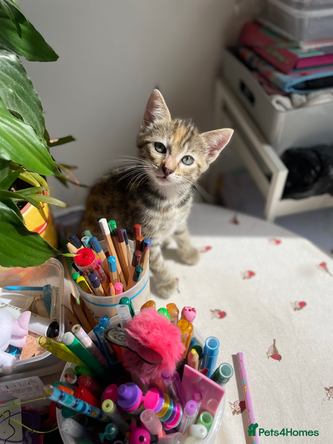 Savannah cats for sale: Savannah/Maine Coon Kittens Excellent Temperament - Image 1