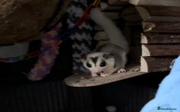Sugar Glider rodents for sale: Two Female Sugar Gliders with Full Setup - Image 2