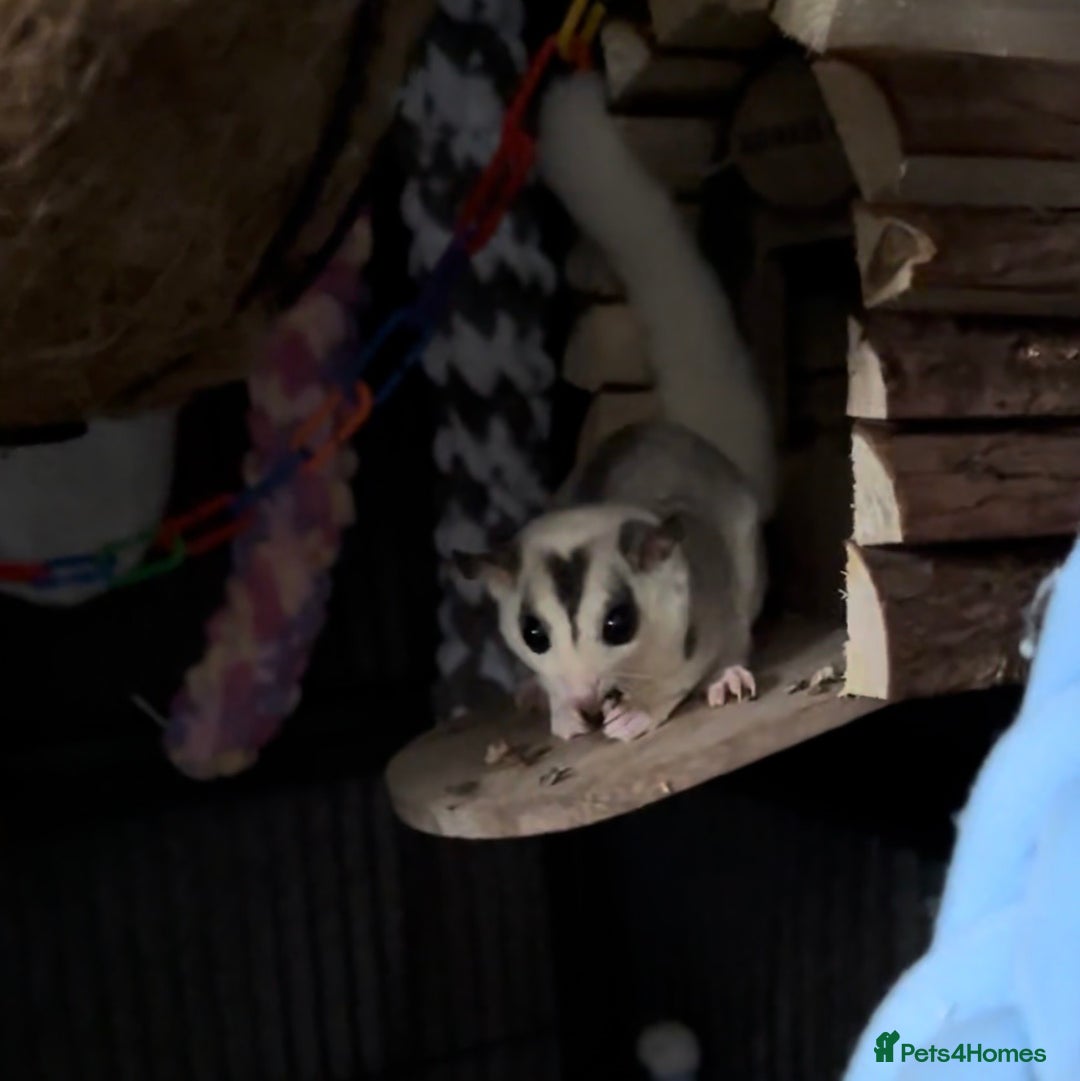 Sugar Glider rodents for sale: Two Female Sugar Gliders with Full Setup - Image 2