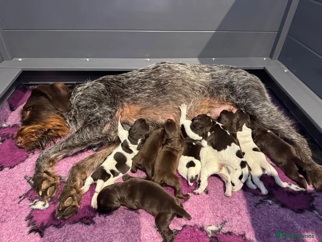 German Wirehaired Pointer dogs for sale: Kc reg german wirehaired pointer puppies for sale - Advert 2