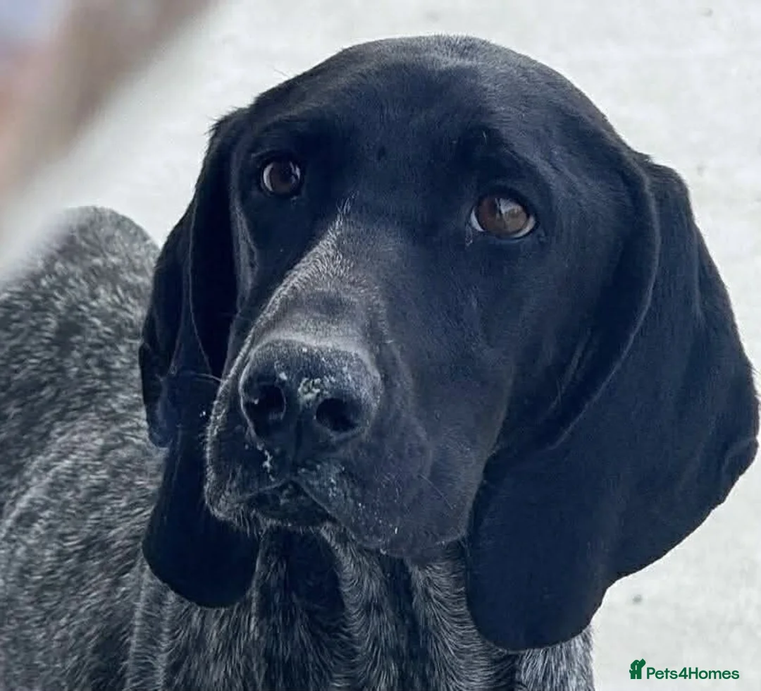 Pointer dogs for adoption: Hope is looking for her forever home  - Advert 1