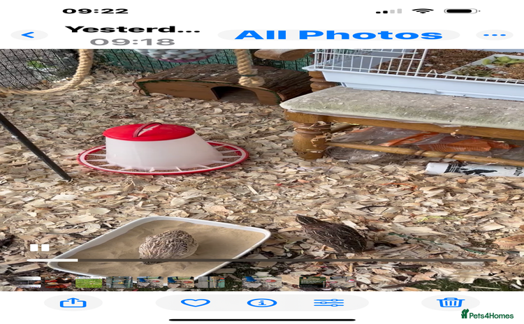 Mixed Breed birds - Advert 1
