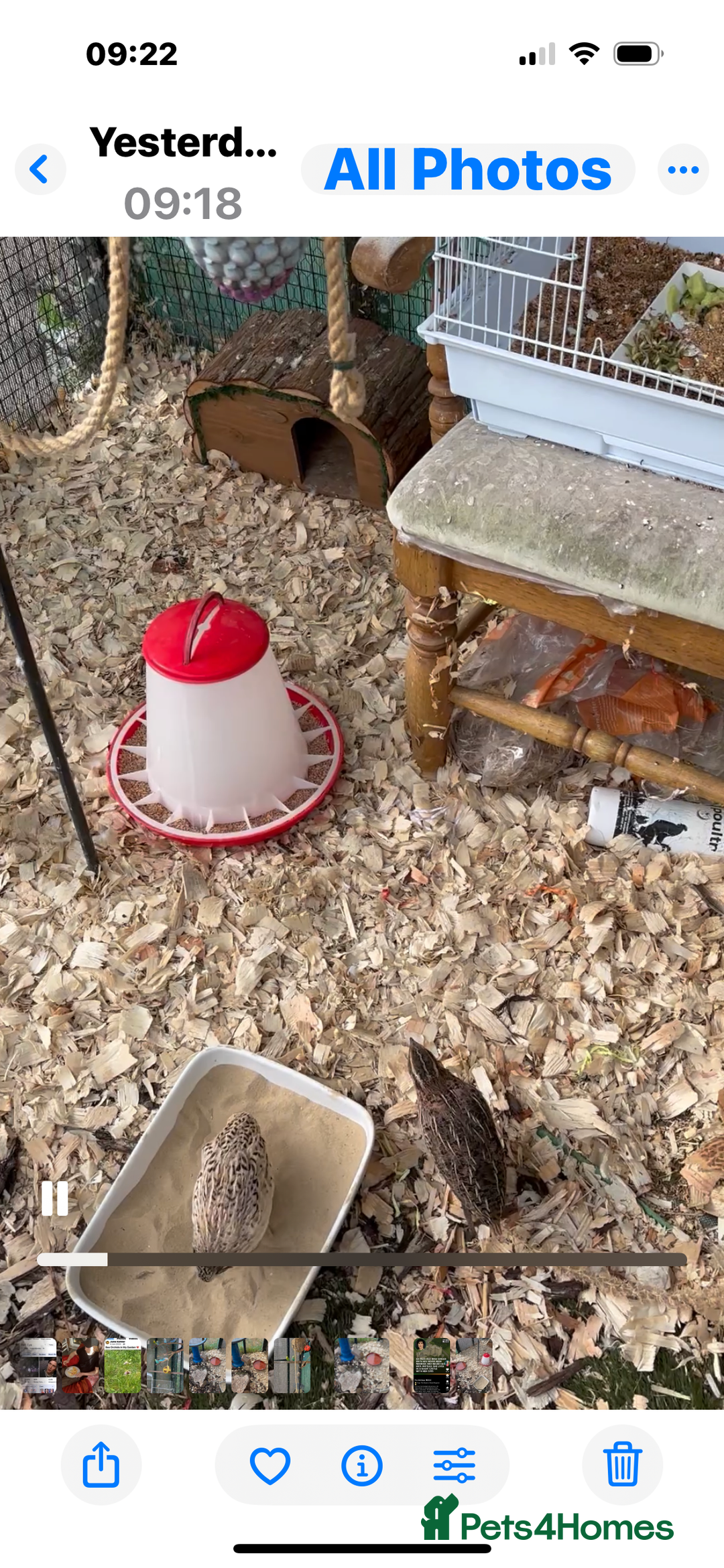 Mixed Breed birds for sale: Corturnix Quail Male - Image 1