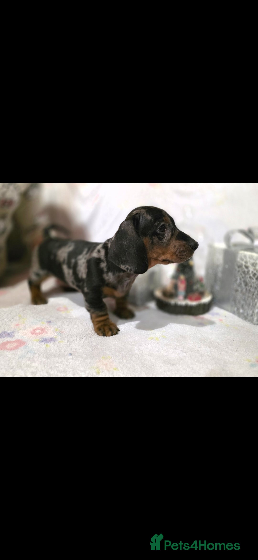 Dachshund dogs for sale: Beautifull puppies  - Advert 13