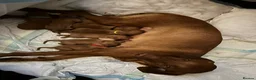 Hungarian Vizsla dogs for sale: Beautiful healthy KC registered Hungarian Vizslas  in Nottingham - Advert 3