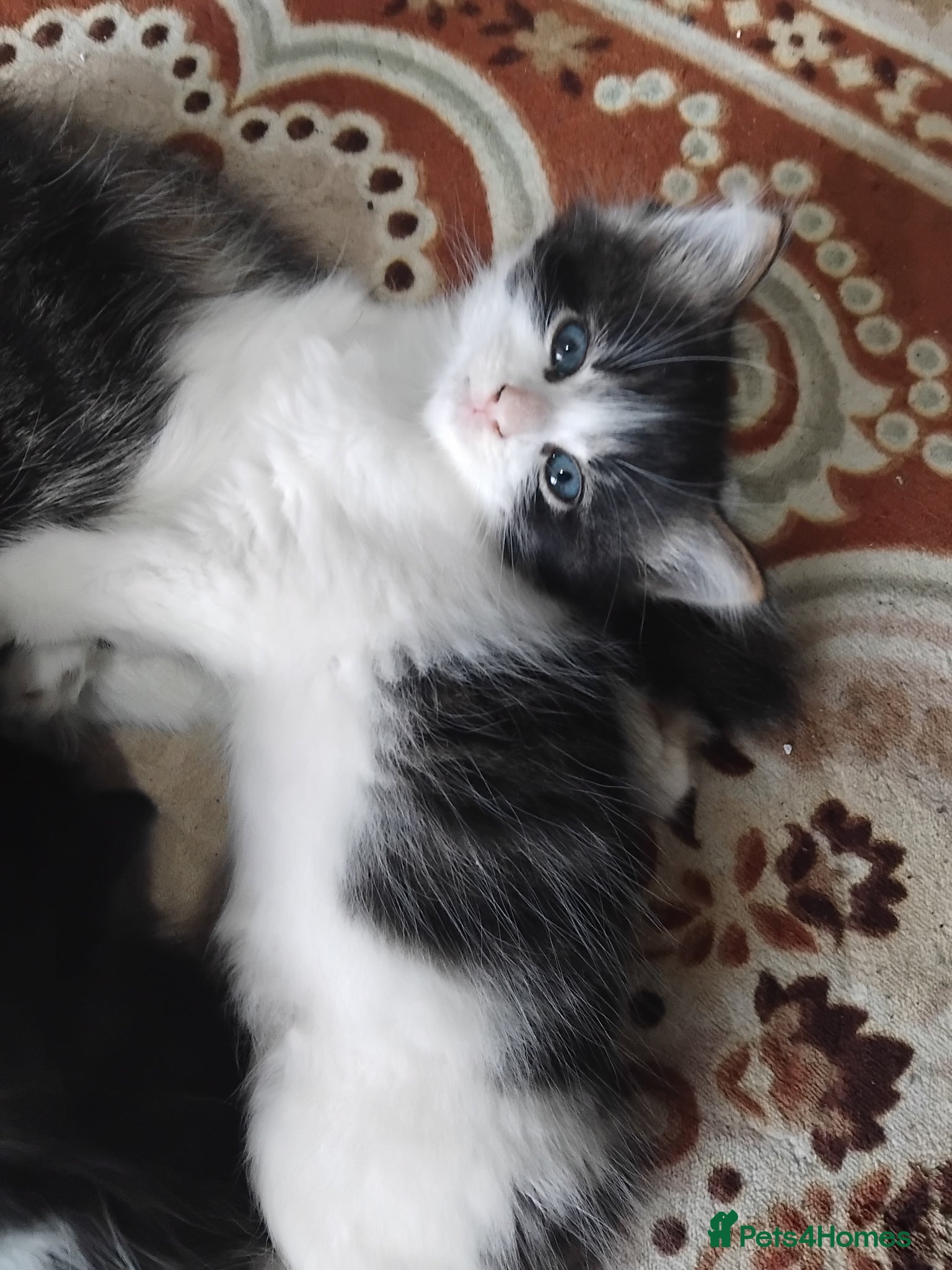 Mixed Breed cats Beautiful kittens  - Advert 1