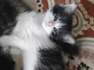 Mixed Breed cats Beautiful kittens - Advert 2