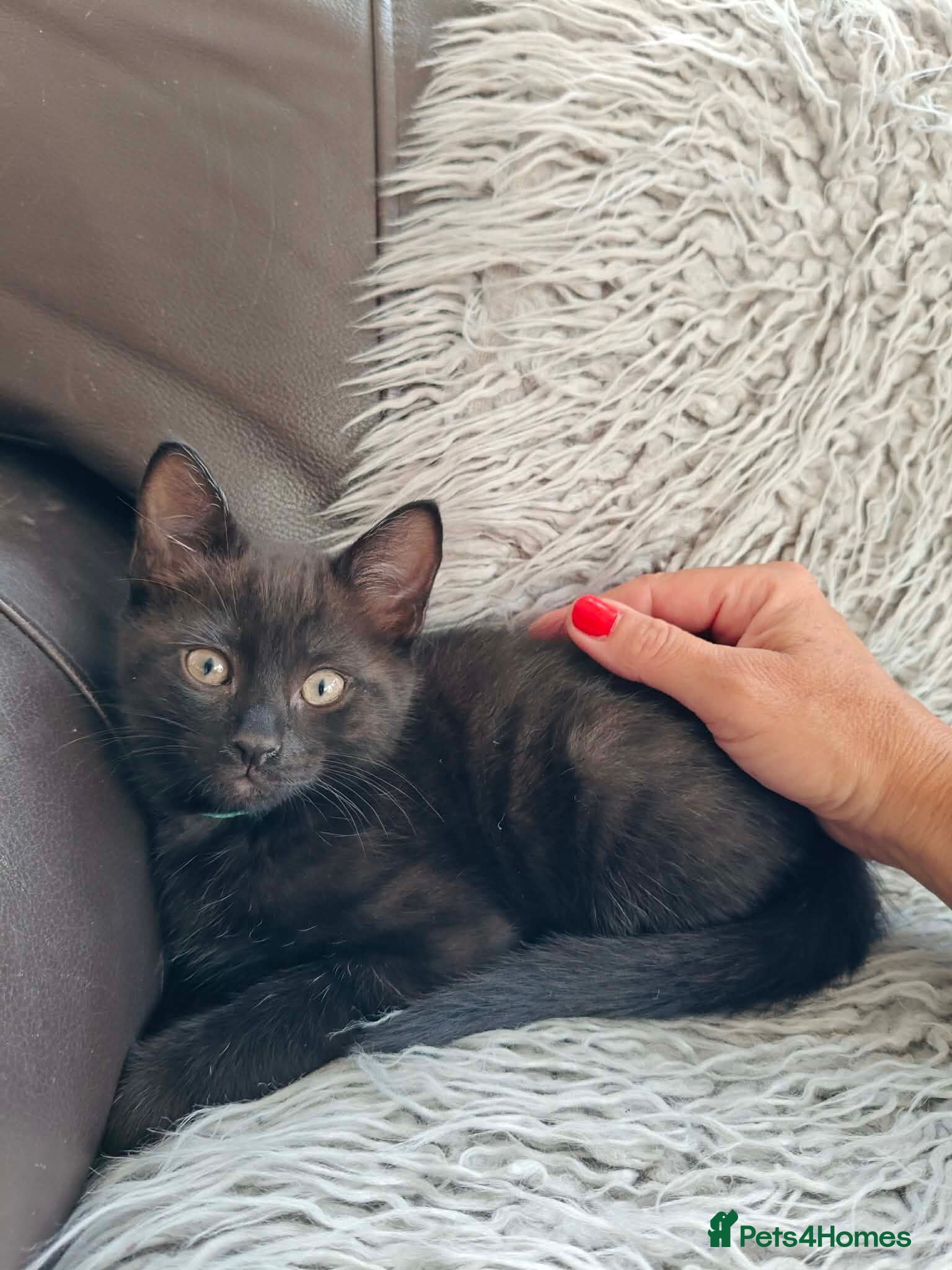 Mixed Breed cats Beautiful black long hair kittens  - Advert 1