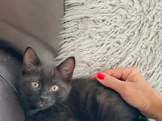 Mixed Breed cats Beautiful black long hair kittens - Advert 1