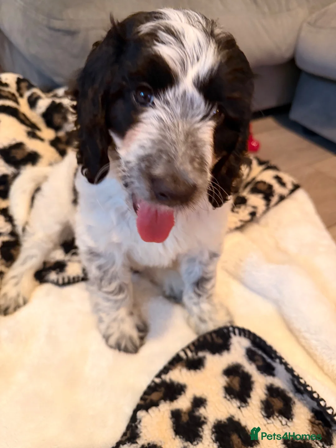 Cockapoo dogs for sale: Ziggy  in Warminster - Advert 2