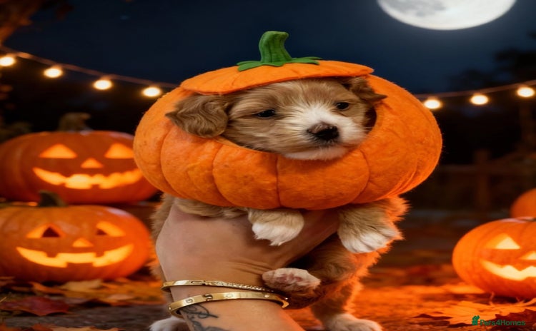 Maltipoo dogs - Advert 1