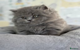 British Longhair cats for sale: Champion Sired GCCF Blue British longhair male - Image 3