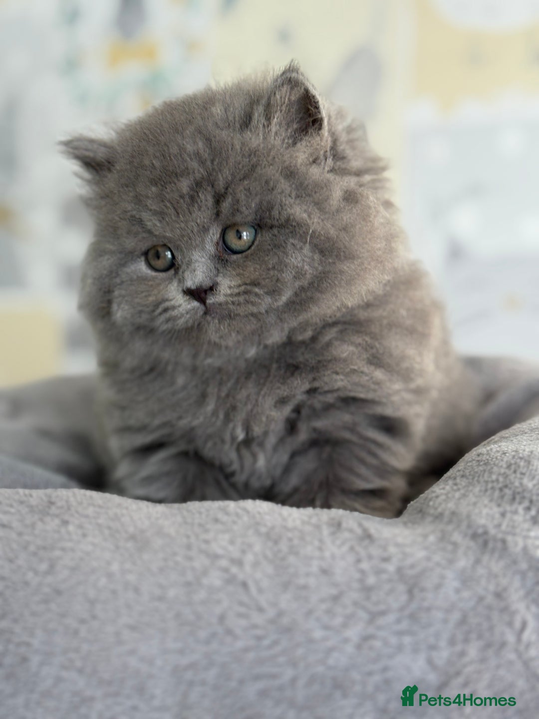 British Longhair cats for sale: Champion Sired GCCF Blue British longhair male - Image 3