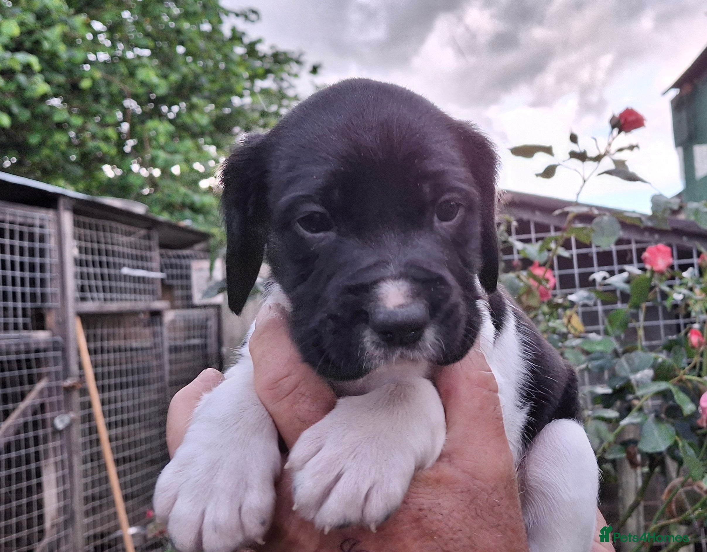 Springador Puppy 2