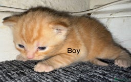 Mixed Breed cats for sale: 1 beautiful girl kitty left ready now - Image 7