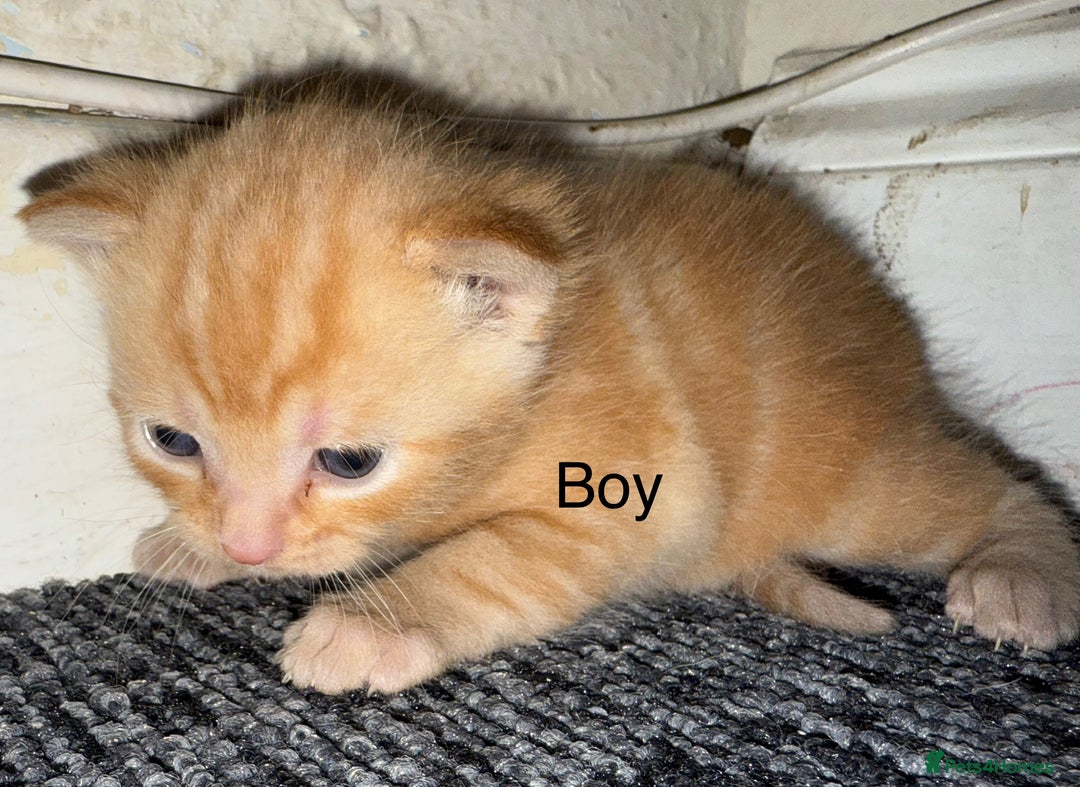 Mixed Breed cats for sale: 1 beautiful girl kitty left ready now - Image 7