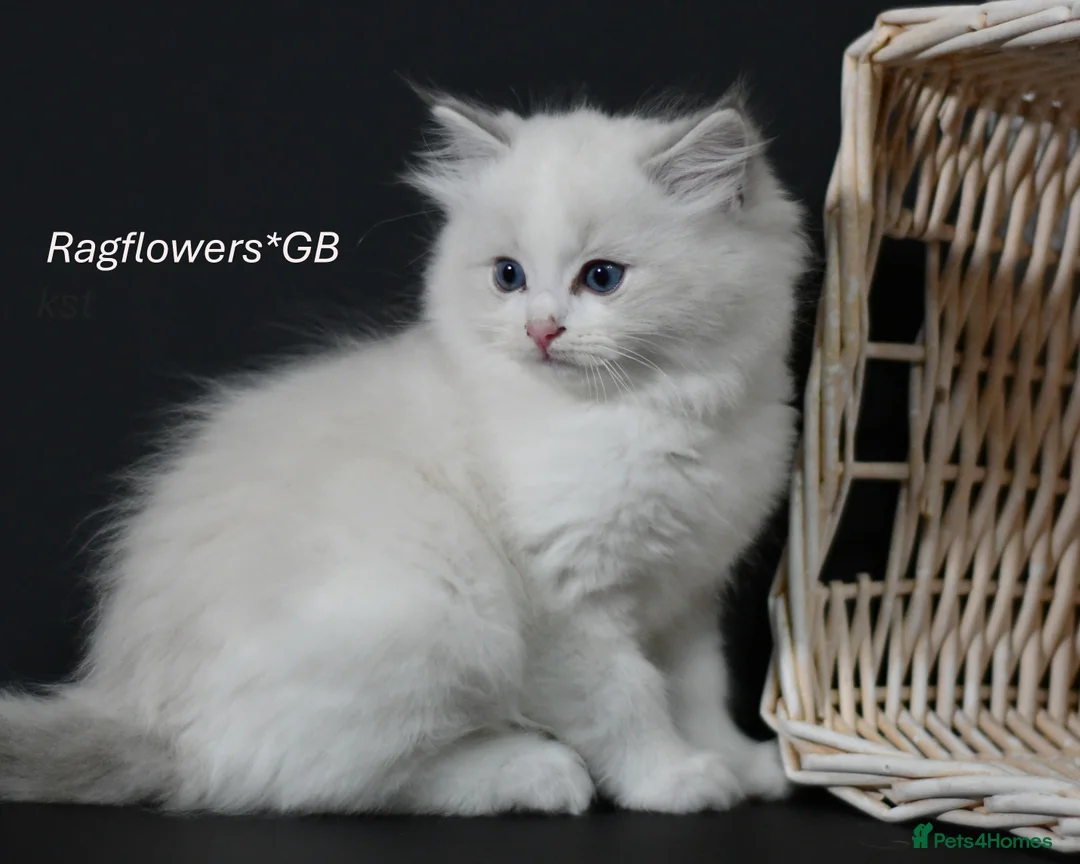Ragdoll cats for sale: Ragdoll kittens ready to reserved  in Luton - Advert 1