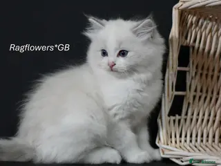 Ragdoll cats Ragdoll kittens ready to reserved in Luton - Advert 4