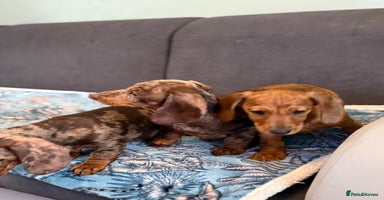 Dachshund dogs - Advert 5