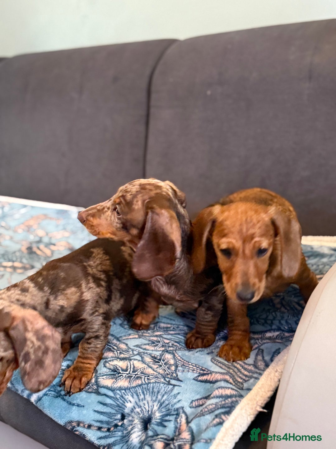 Dachshund dogs for sale: SOLD OUT! Thank you very much!!! Lovely Dachshunds - Advert 3