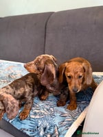 Dachshund dogs - Advert 5