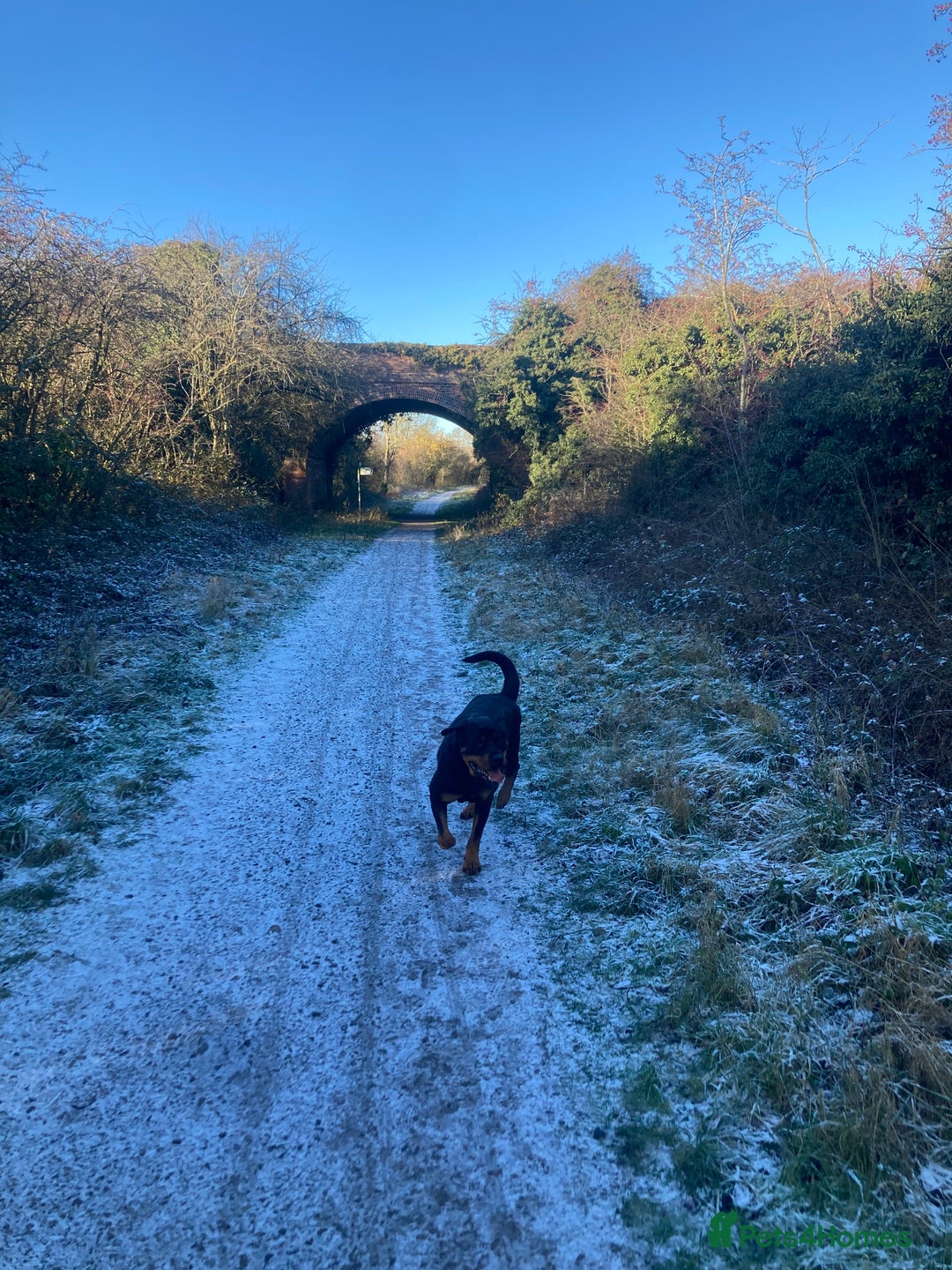 Rottweiler dogs for sale: Bruce * Rehome *  - Advert 18