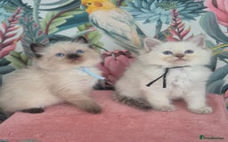 Ragdoll cats for sale: GCCF REGISTERED RAGDOLL KITTENS available septembe - Image 11