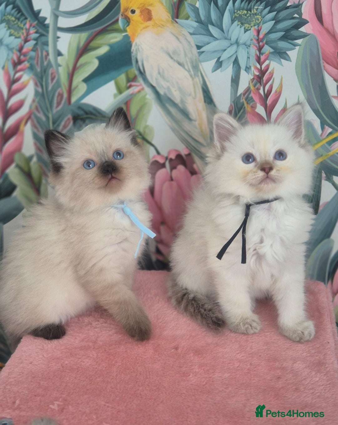 Ragdoll cats for sale: GCCF REGISTERED RAGDOLL KITTENS available septembe - Image 11