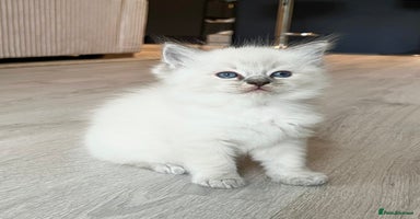 Ragdoll cats - Advert 13