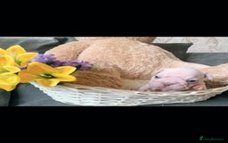 French Bulldog dogs for sale: Stunning frenchie pups for sale!! - Image 1