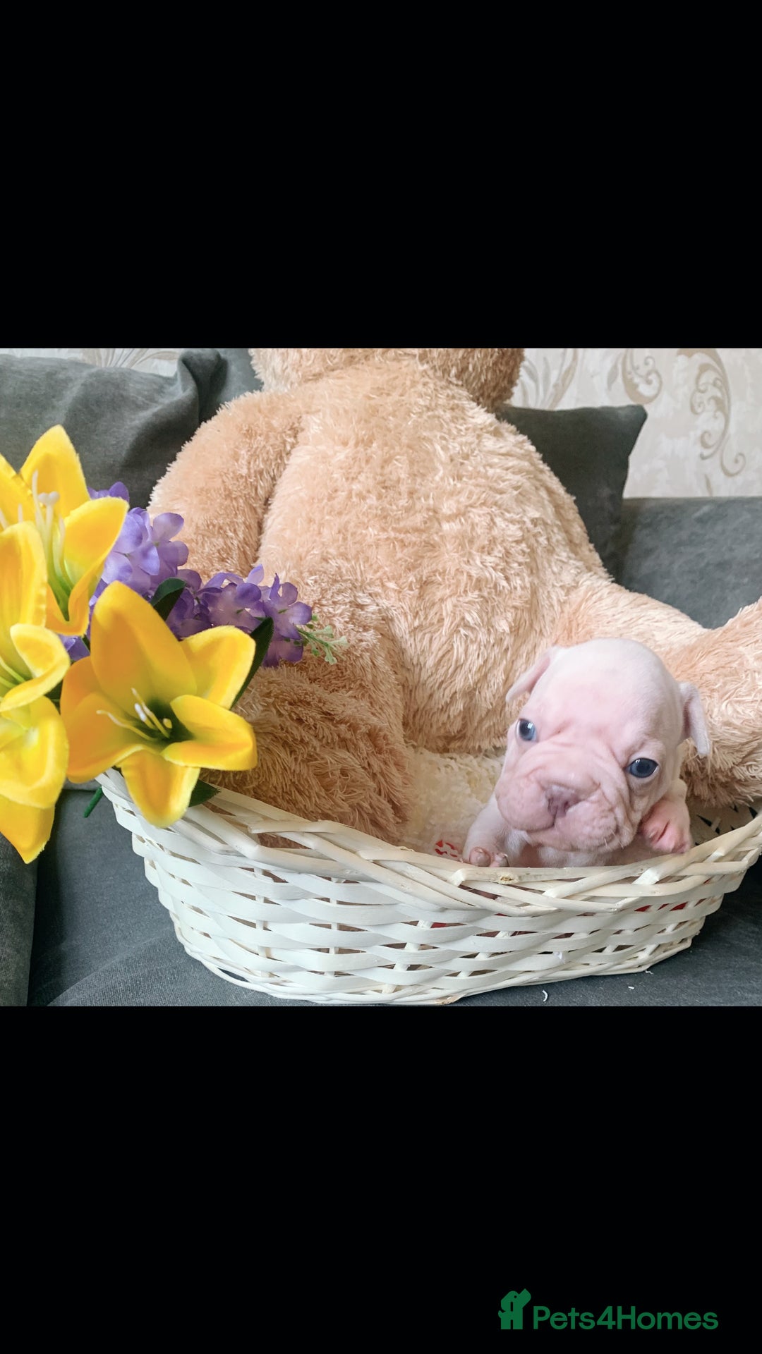 French Bulldog dogs for sale: Stunning frenchie pups for sale!! - Image 1