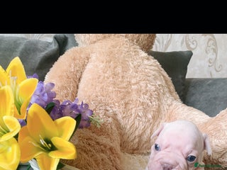 French Bulldog dogs - Advert 10