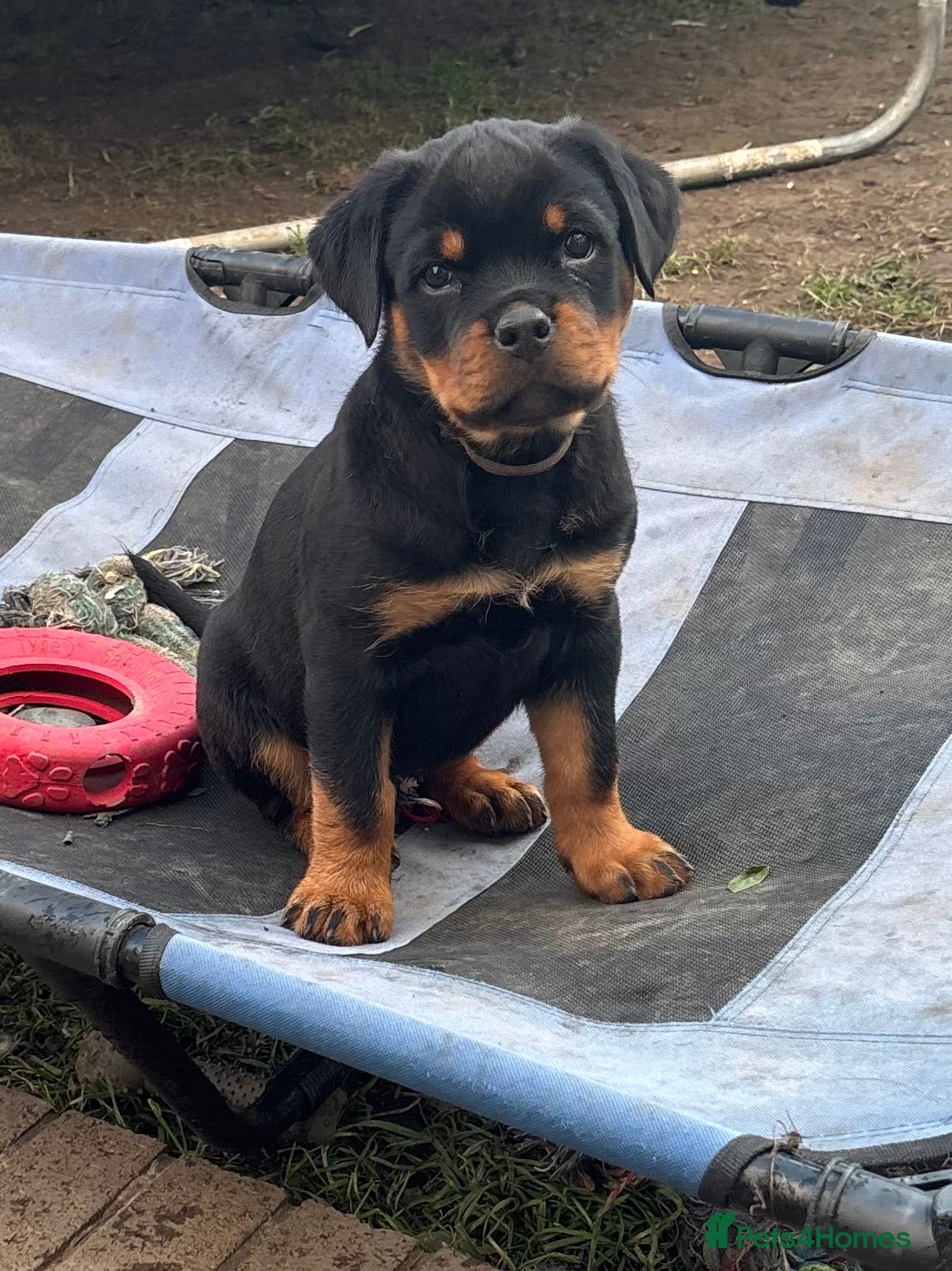 Rottweiler dogs Beautiful Rottweiler Puppies Available  - Advert 6