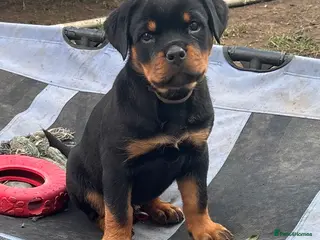 Rottweiler dogs Beautiful Rottweiler Puppies Available - Advert 6
