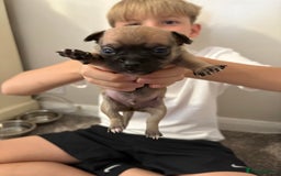 Chihuahua dogs for sale: Chihuahua Pup for Sale - Image 7