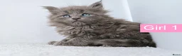 Maine Coon cats for sale: DNA health tested Maine coon kittens  - Advert 8